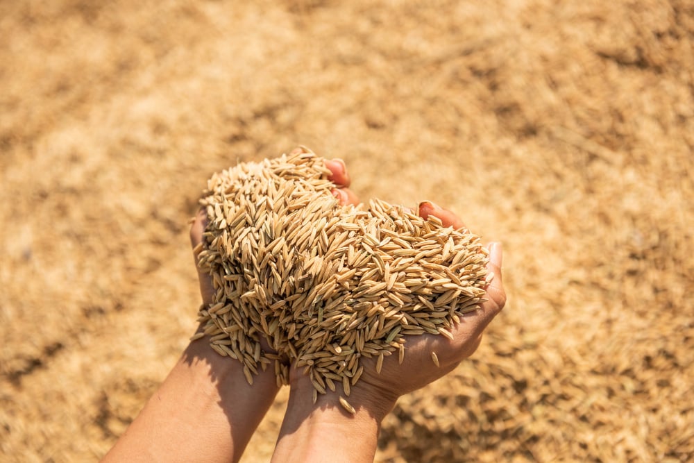 Rice Husk Energy Broadening Biomass Applications